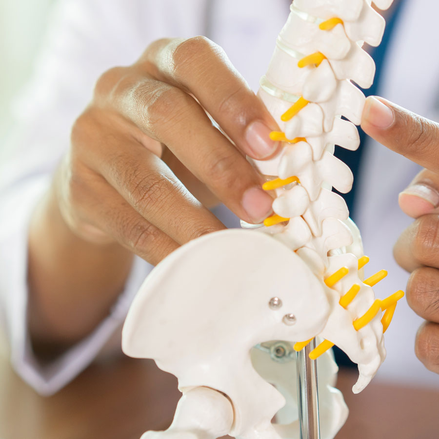 spine